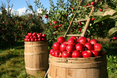 Fall_Faves_Apples